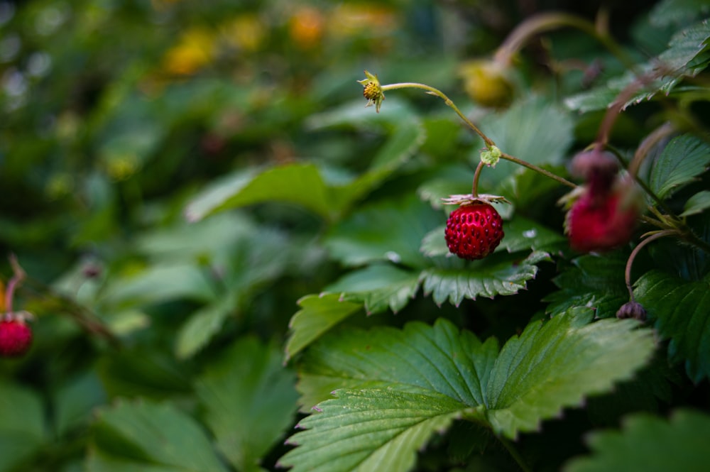 a close up of a plant with berries on it