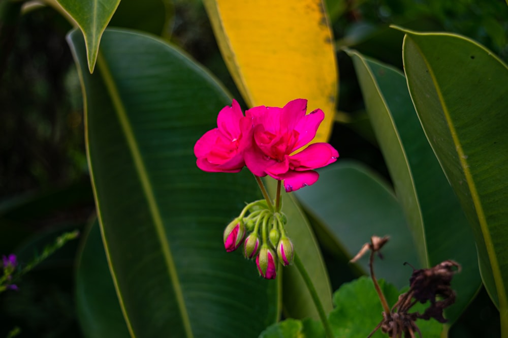 a pink flower is blooming among green leaves