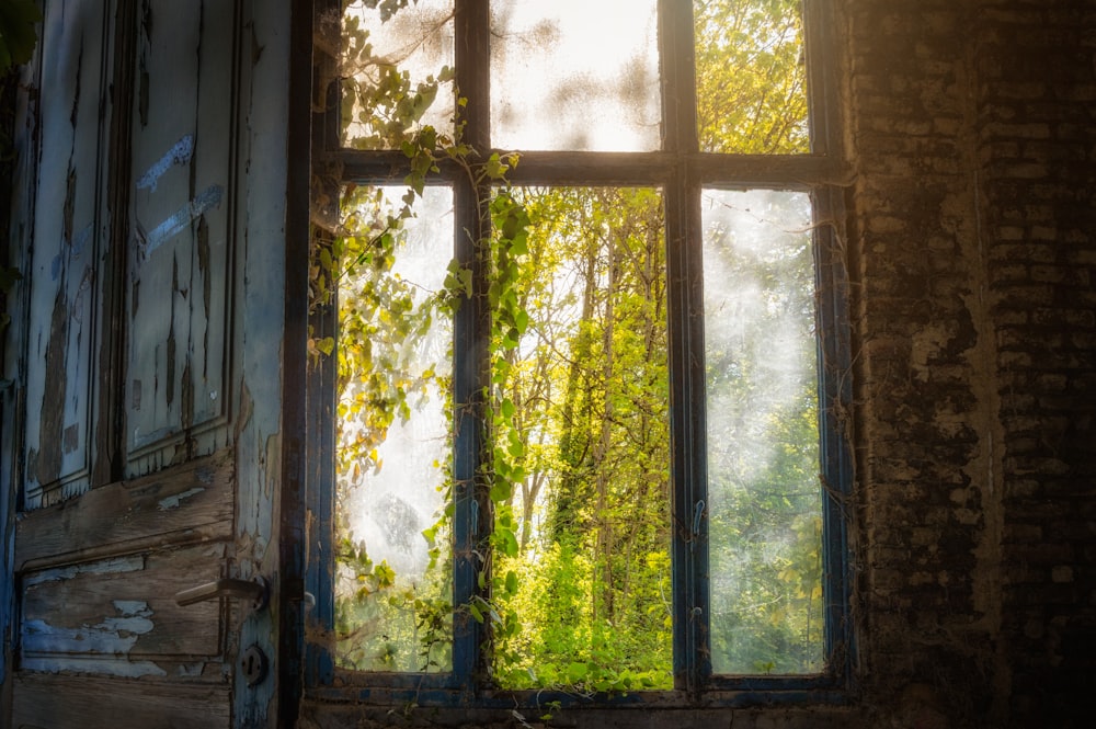 a window that has a bunch of vines on it