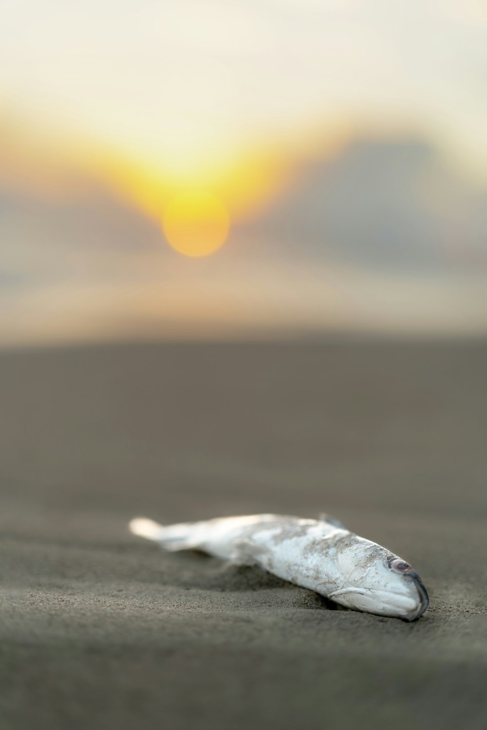 a dead fish on a beach with the sun in the background