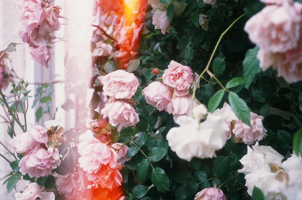 a bunch of pink and white flowers next to a window