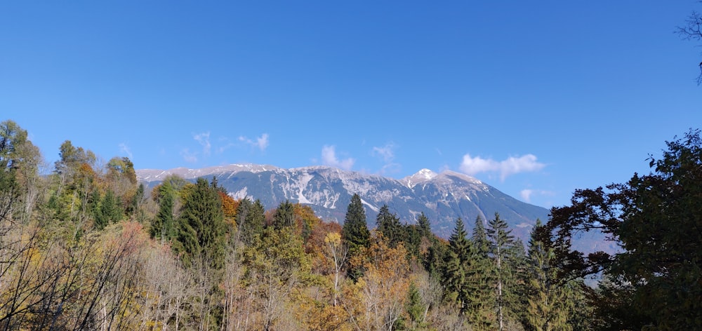 a view of a mountain range with trees in the foreground