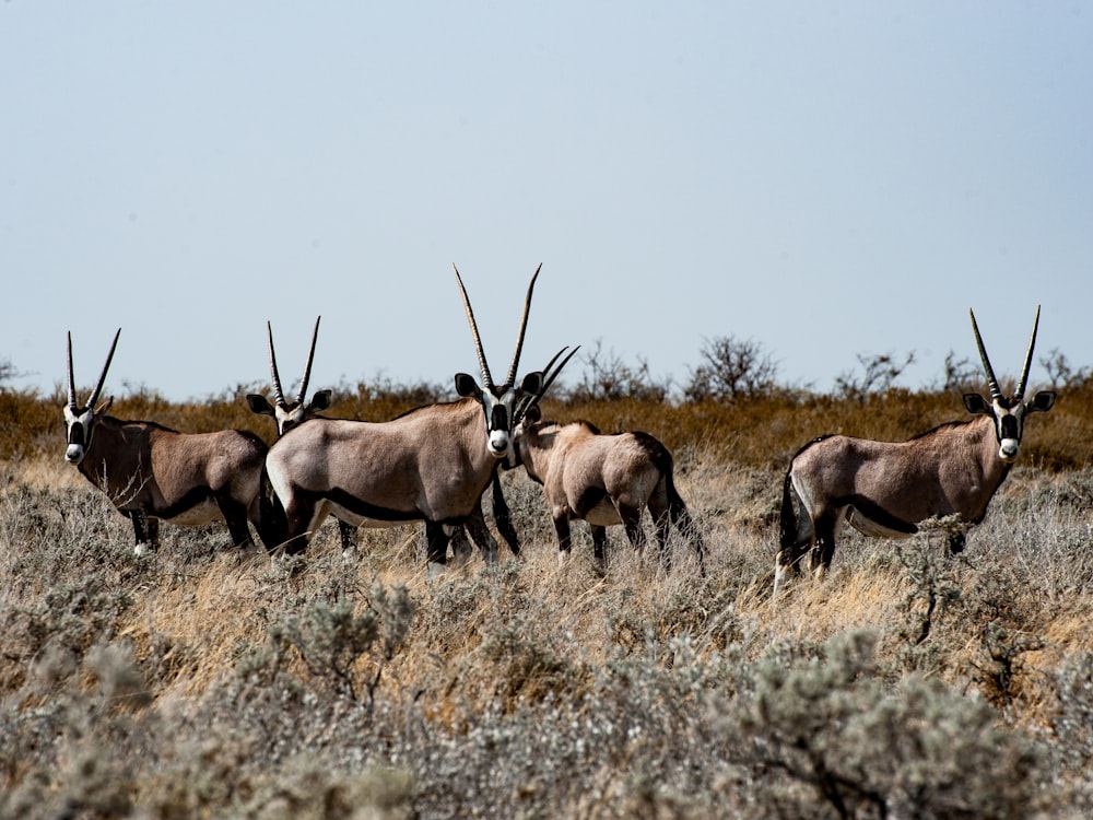 a herd of antelope walking across a dry grass field