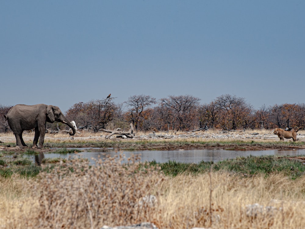 a large elephant standing next to a body of water