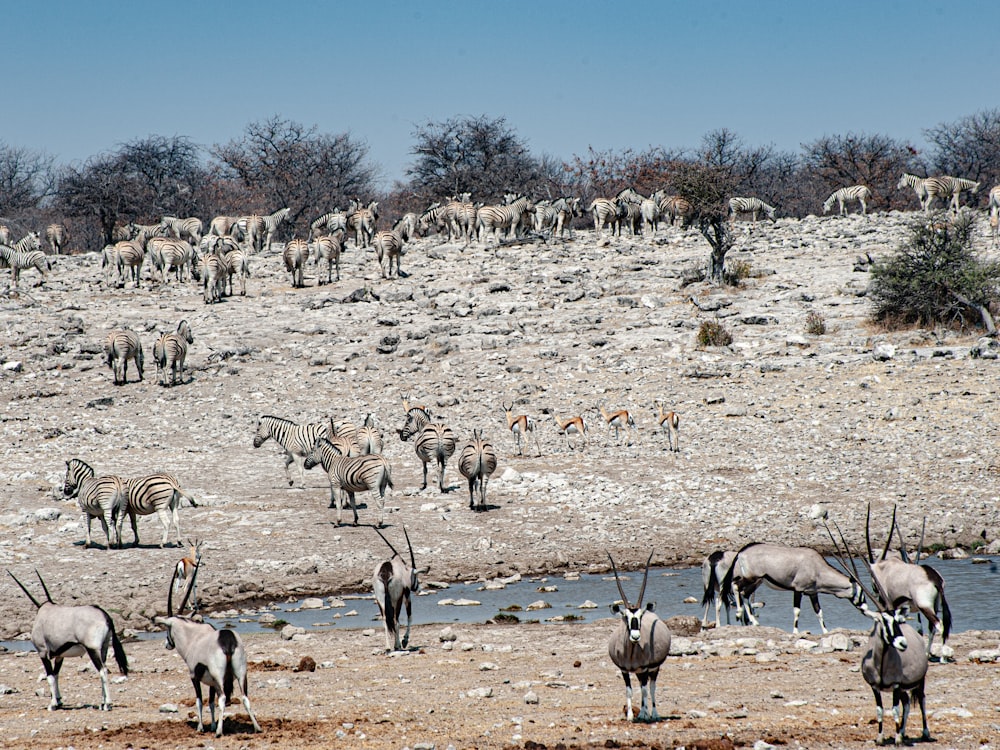 a herd of zebra and antelope drinking water from a watering hole