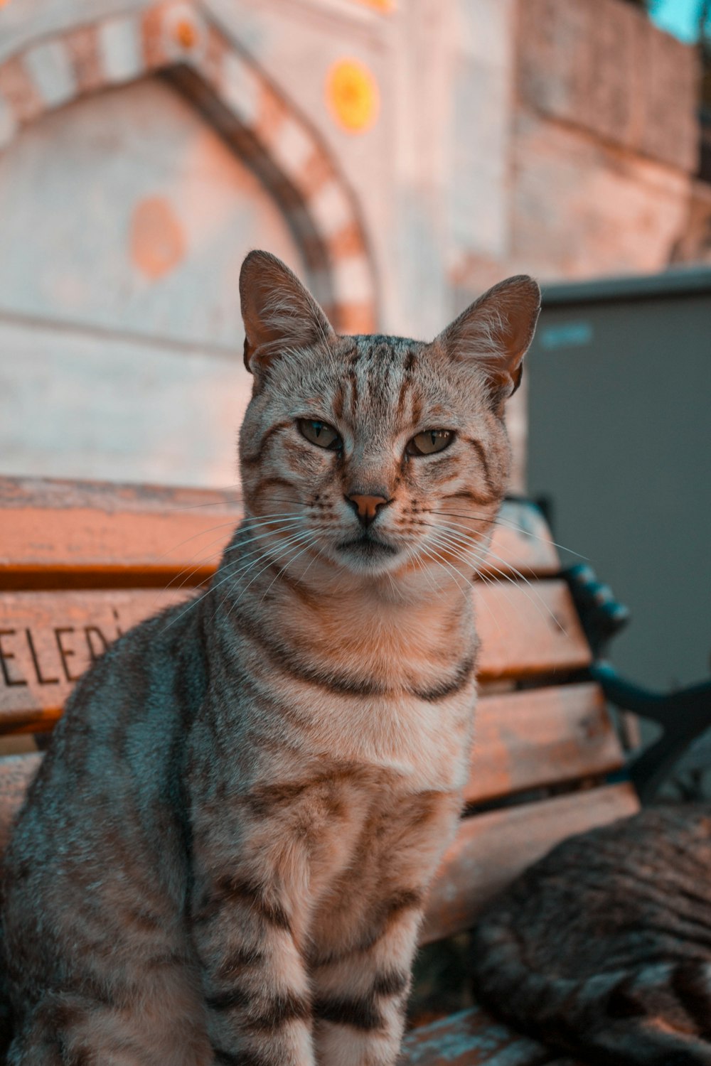 a cat sitting on top of a wooden bench