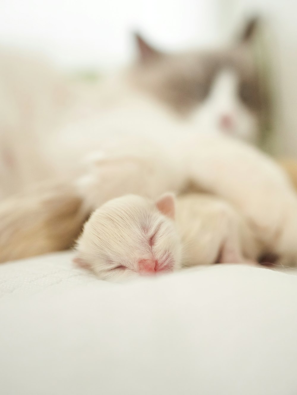 a white cat sleeping on top of a bed