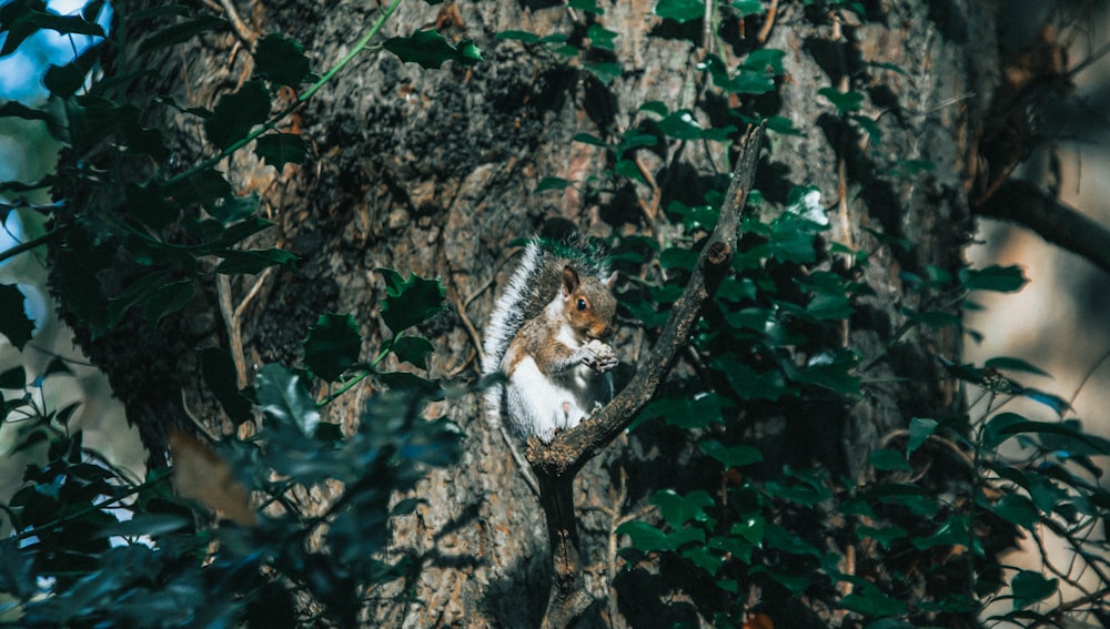 a squirrel is sitting on a tree branch