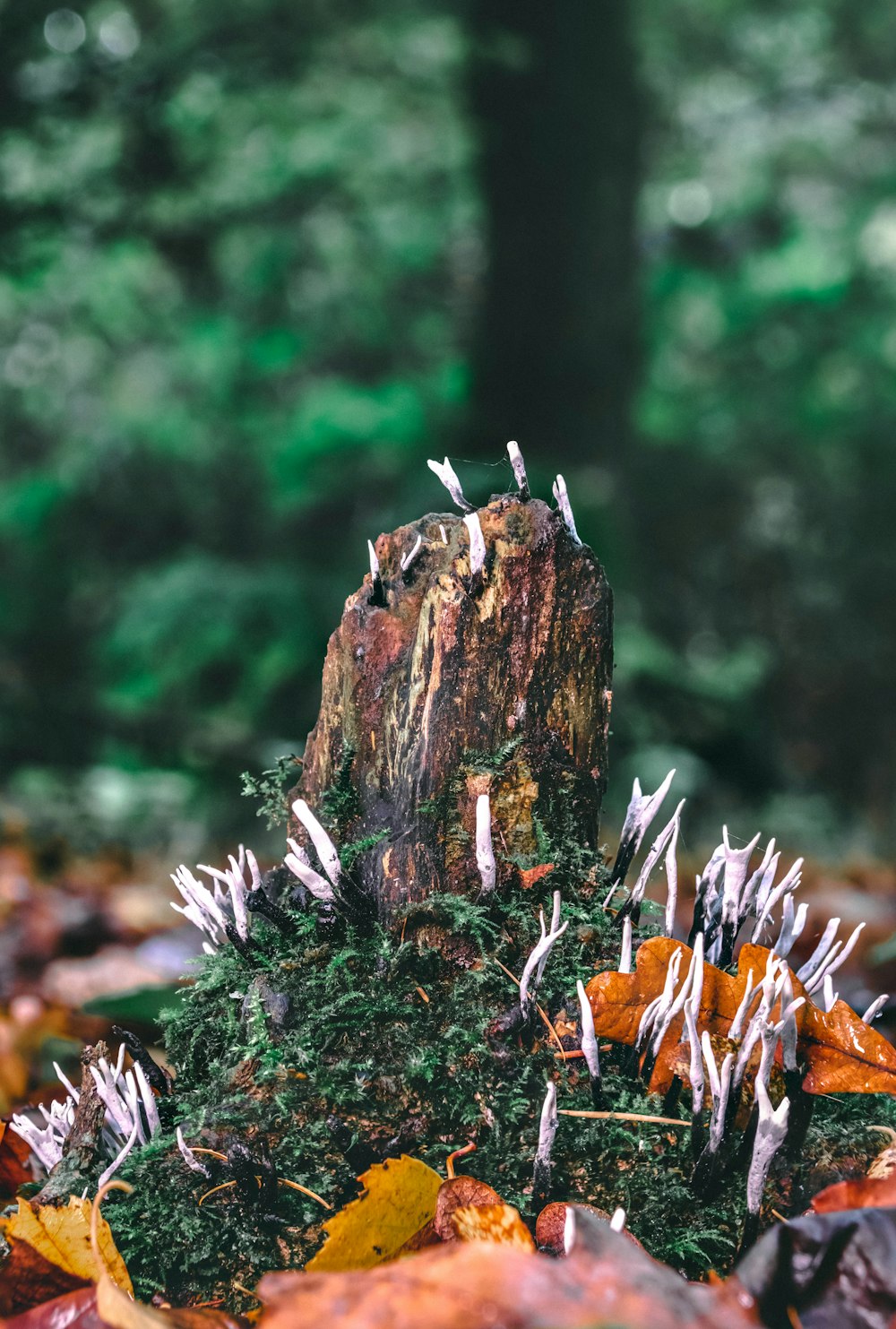 a tree stump in the middle of a forest filled with leaves