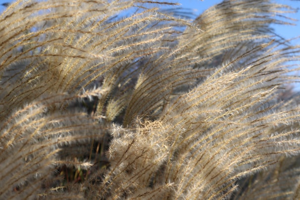 Close-up of sugarcane leaves swaying gently in the breeze on a sunny day