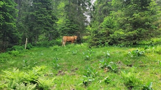 A cow stands amidst a lush, green forest clearing surrounded by dense trees and vibrant foliage. The scene is serene, with a variety of plants and ferns covering the forest floor.