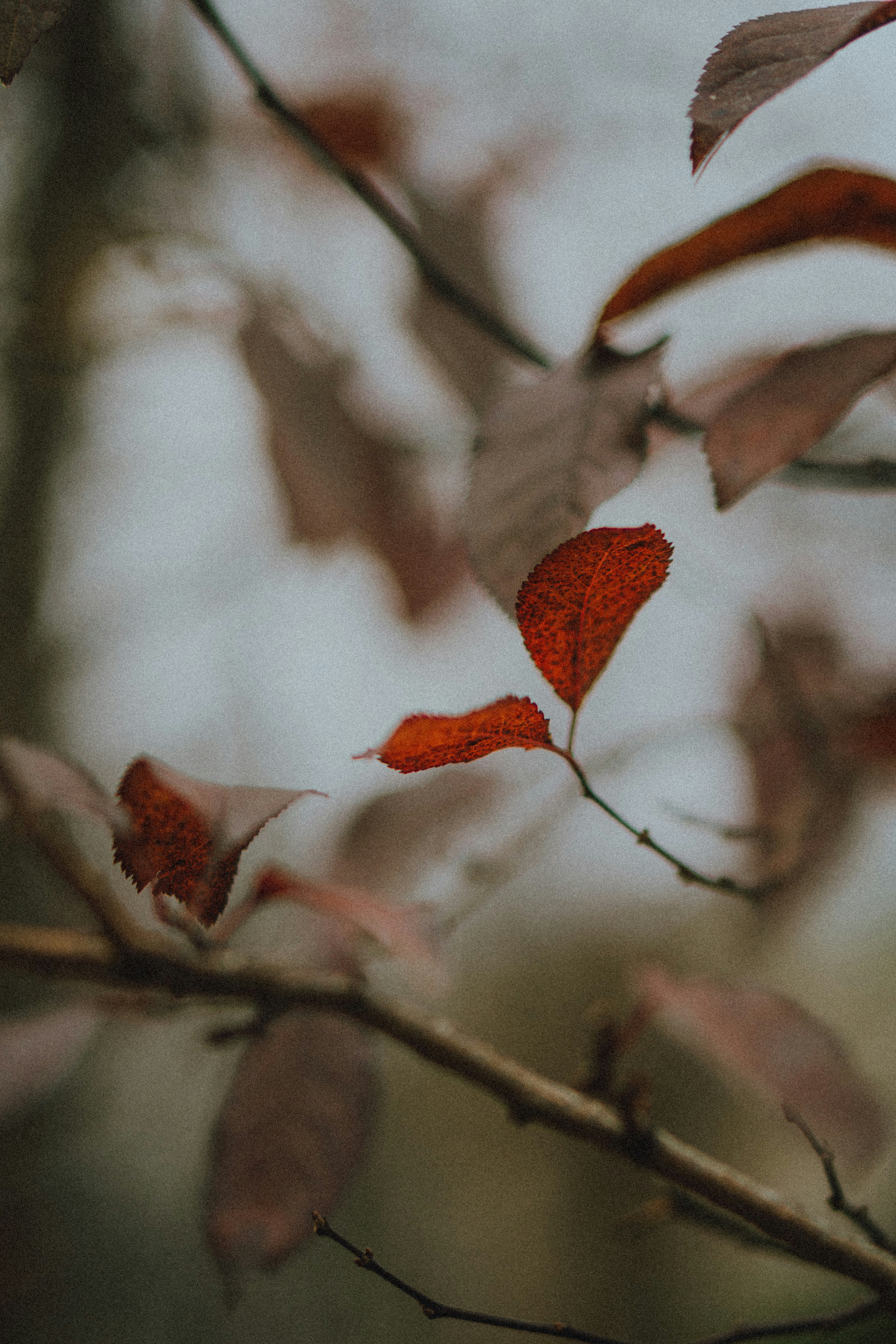 Photo by ulitretynychenko