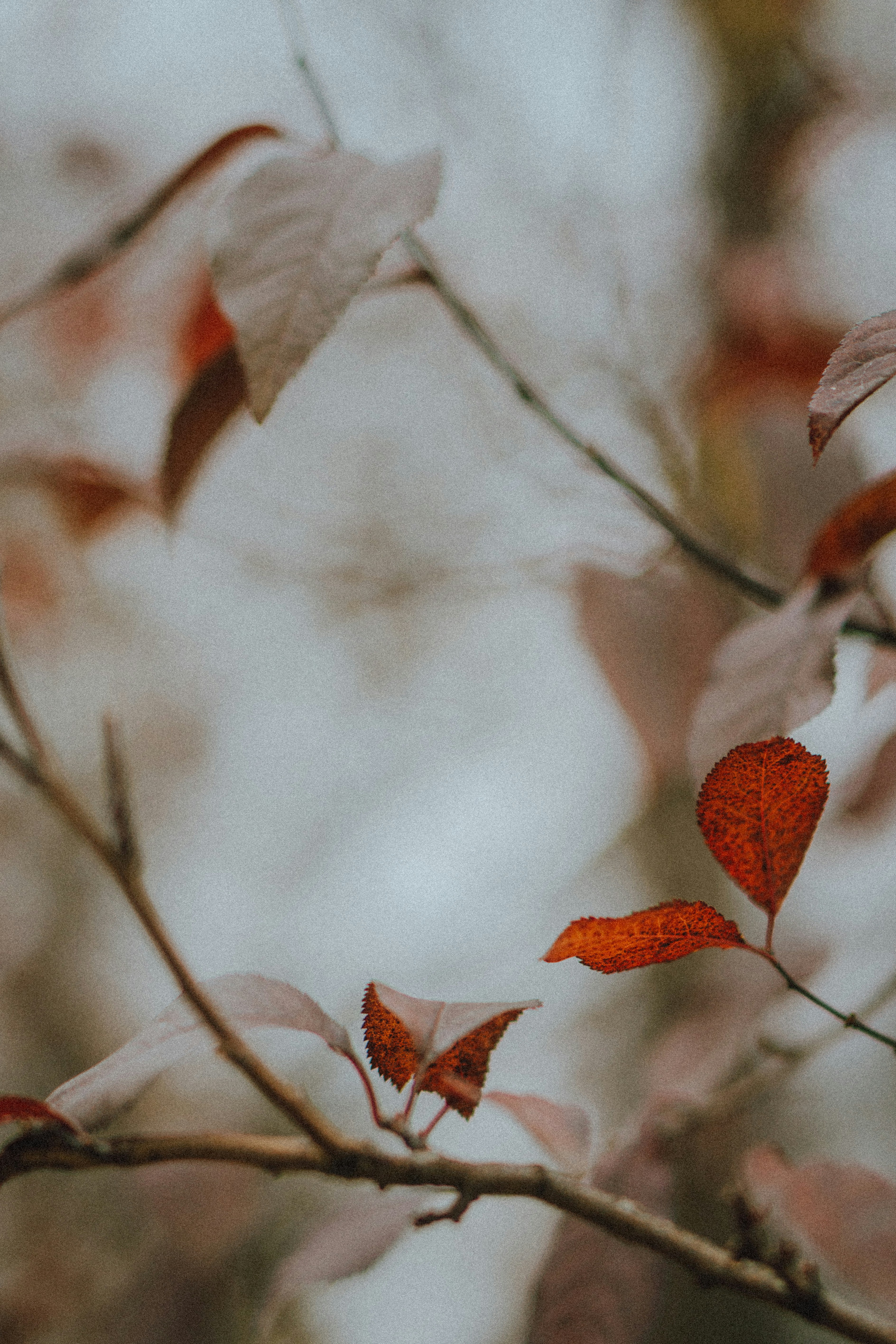 Photo by ulitretynychenko