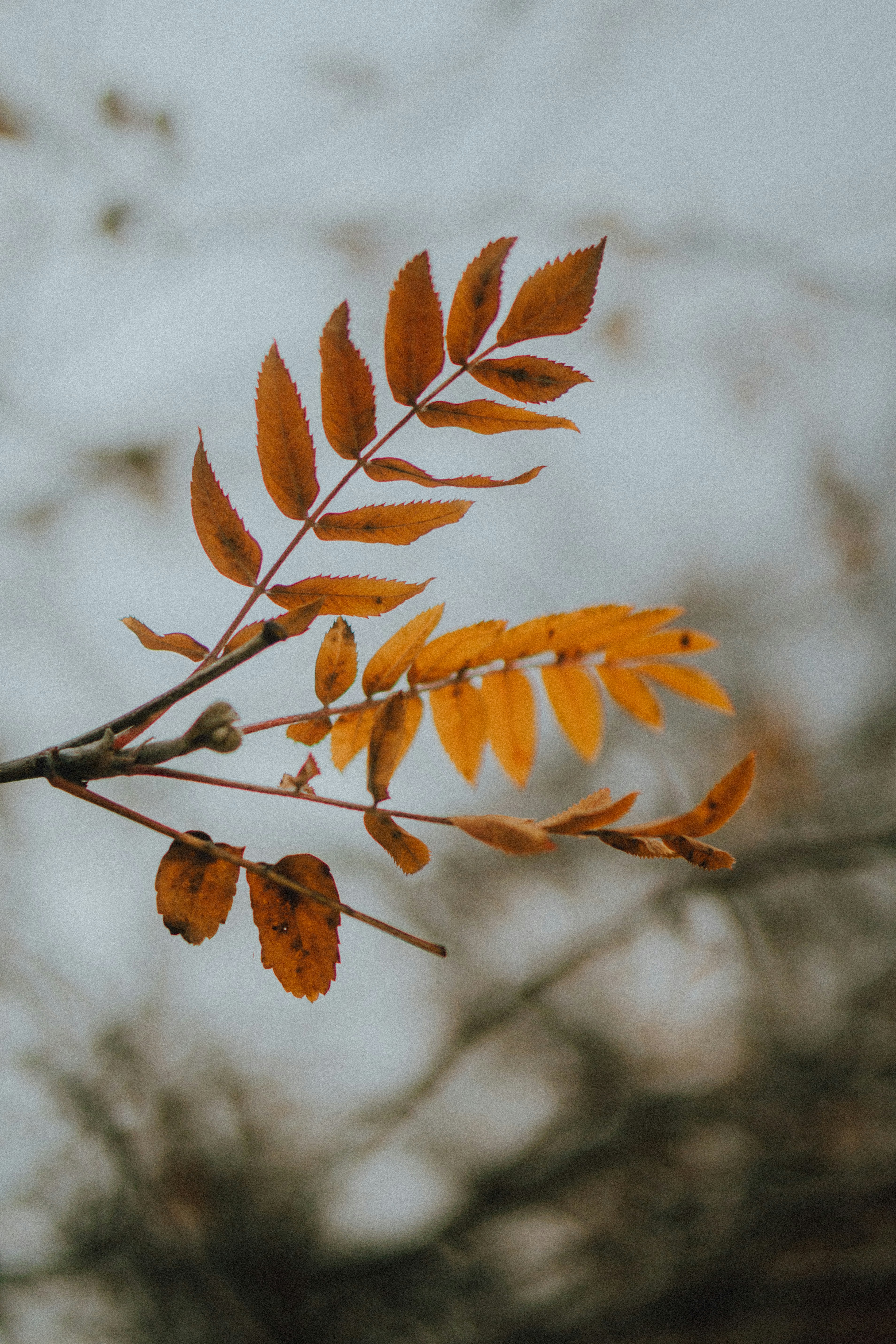 Photo by ulitretynychenko