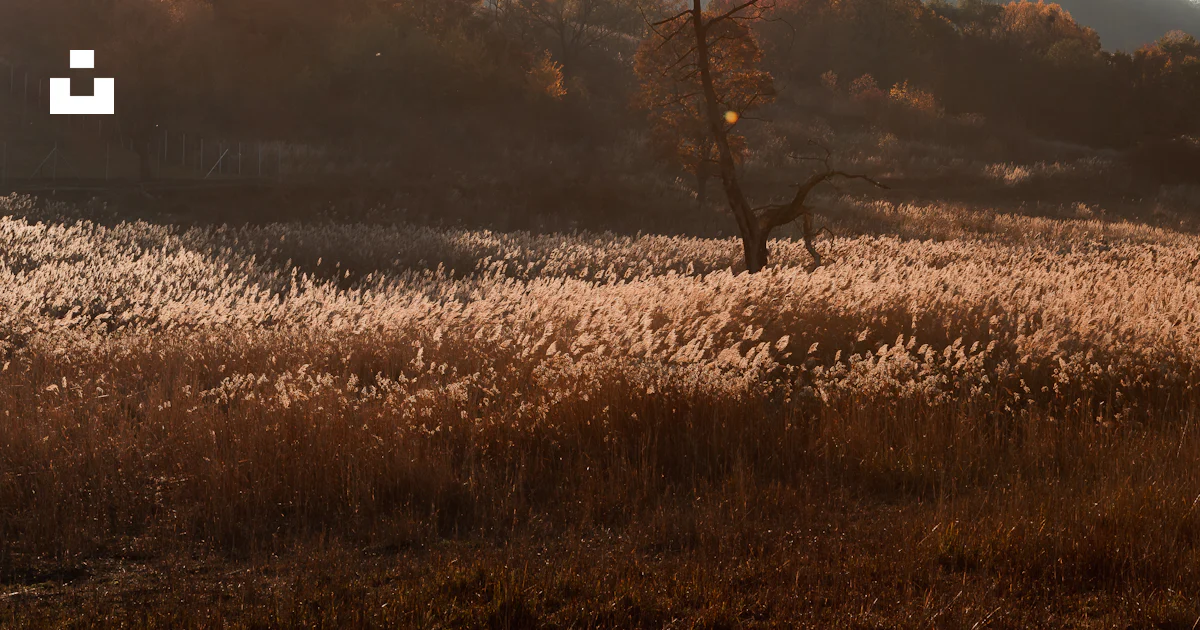 A lone tree in the middle of a field photo – Free Hungary Image on Unsplash