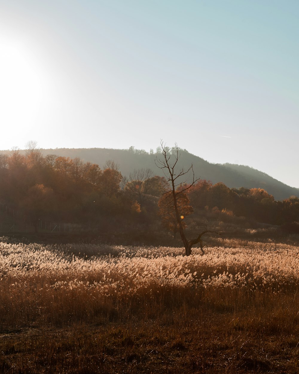 a lone tree in the middle of a field