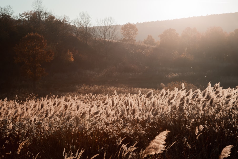 a field of tall grass with trees in the background