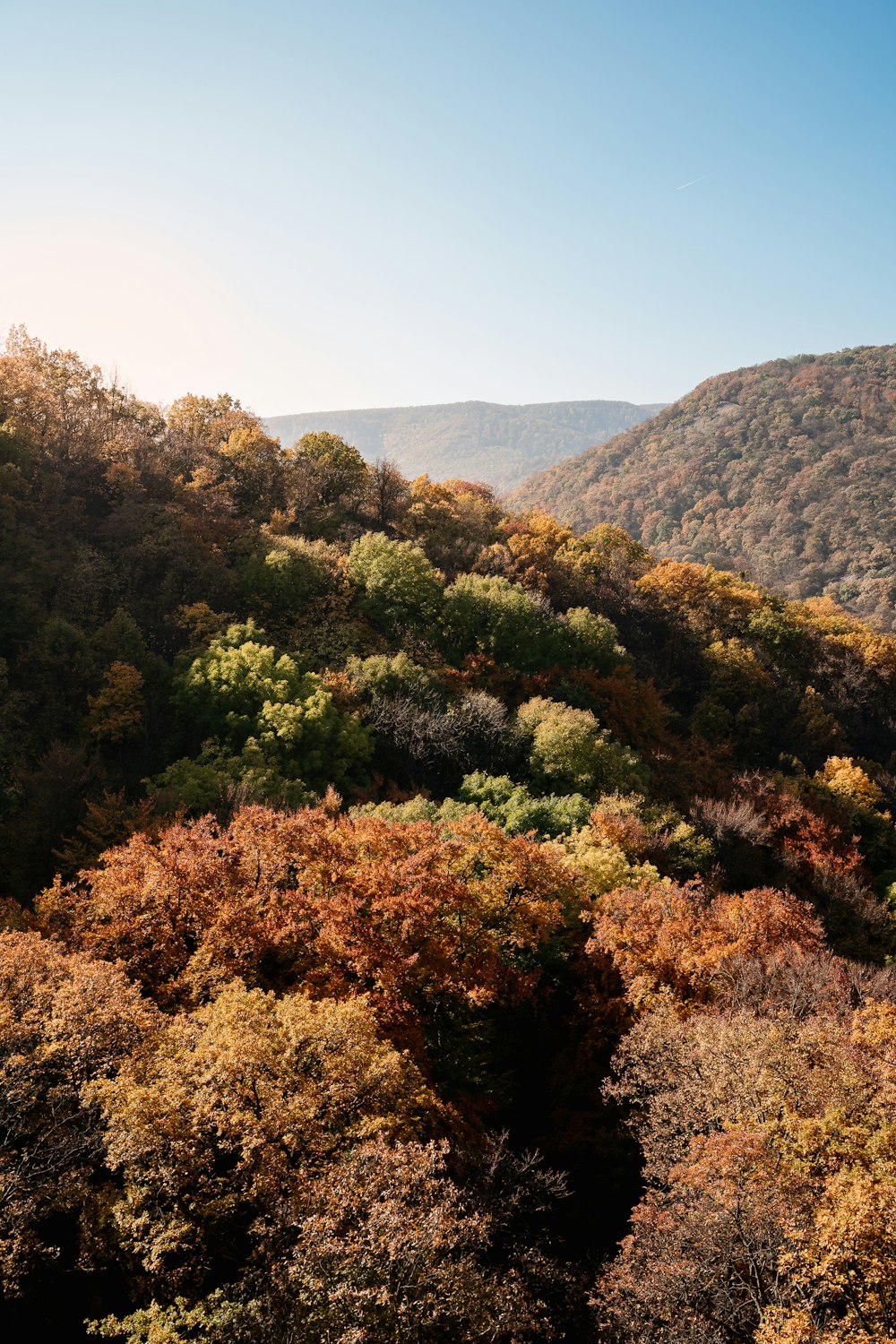 a hillside covered in lots of trees in the middle of a forest