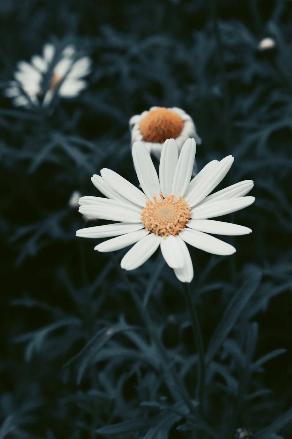 Un primo piano di un fiore bianco in un campo