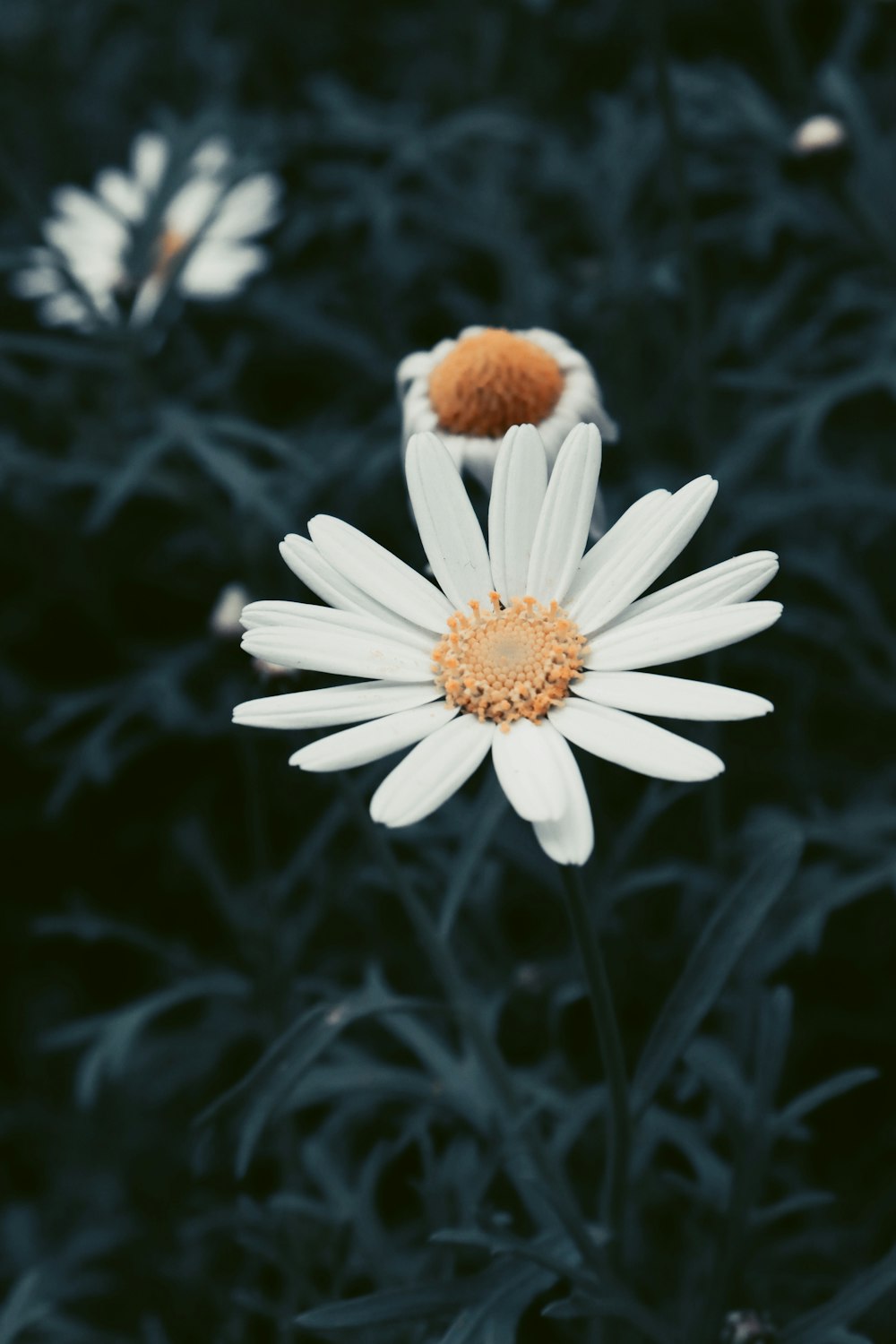 a close up of a white flower in a field