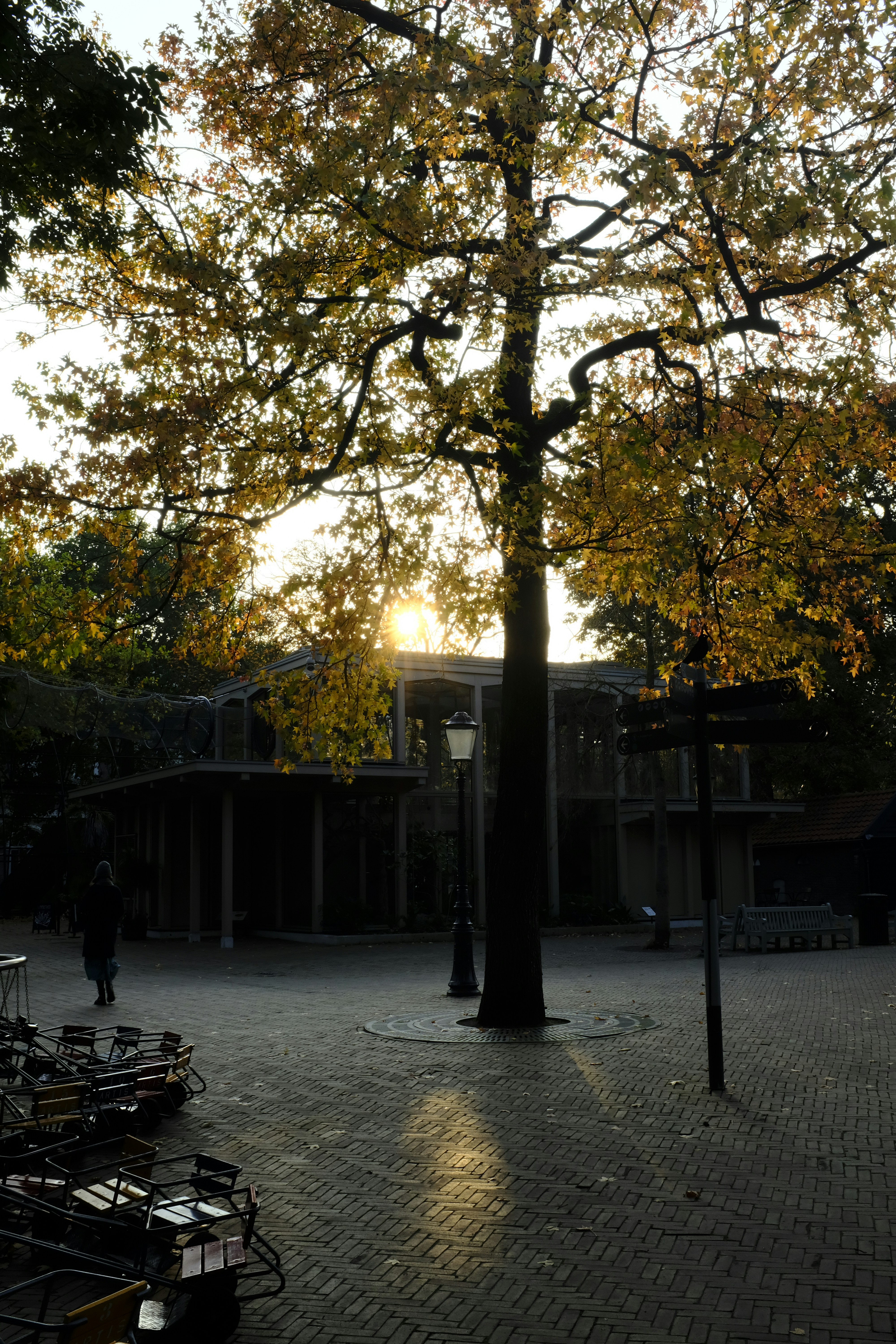 the sun is shining through the trees in the park