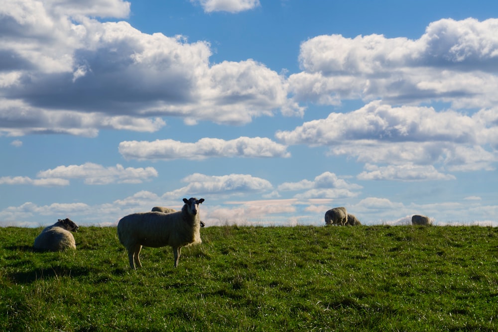 a herd of sheep standing on top of a lush green field