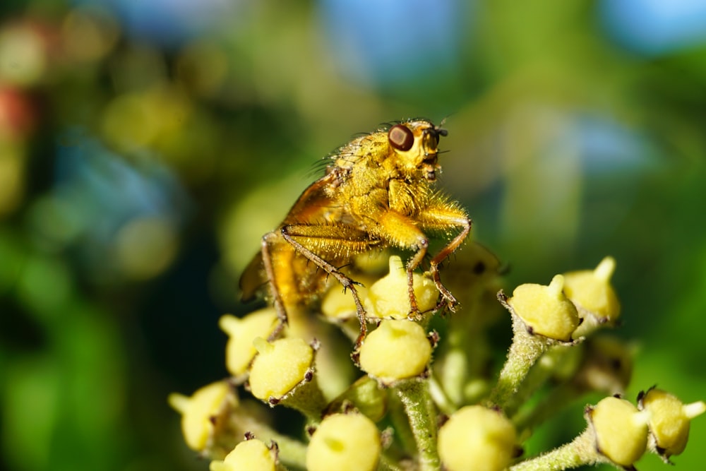 a close up of a fly on a flower