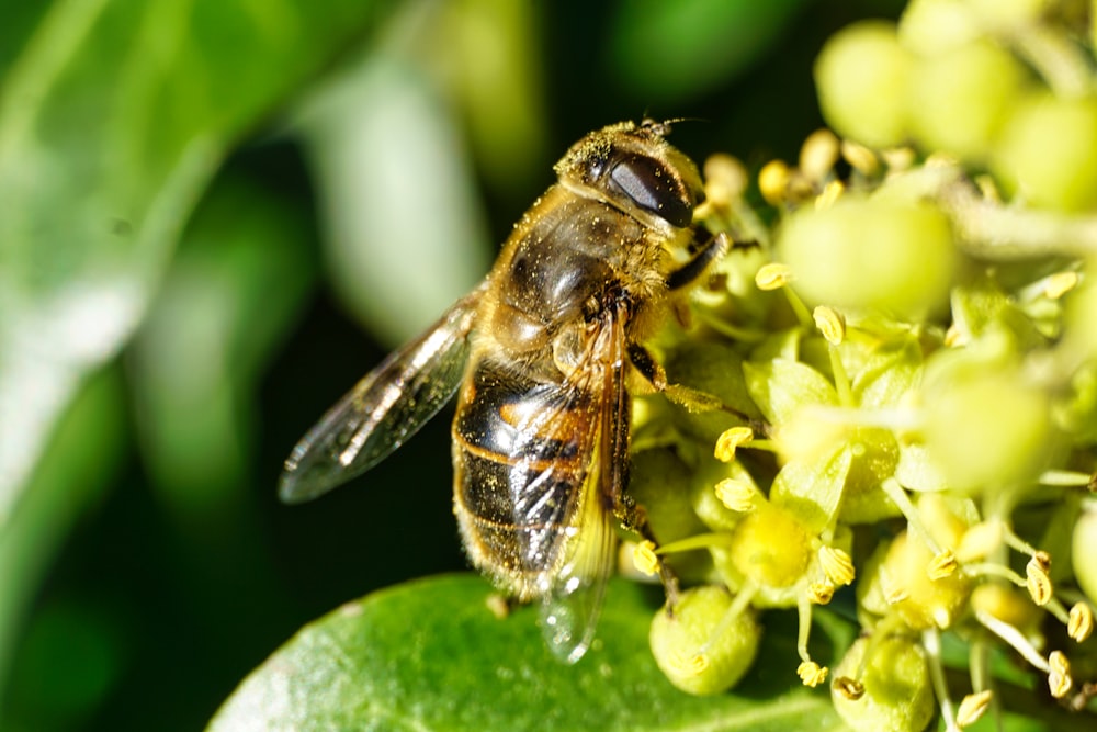 a close up of a bee on a flower