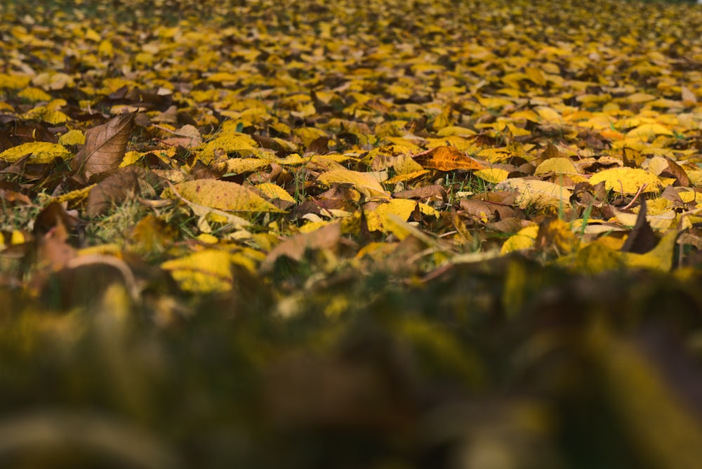 a field full of yellow and brown leaves