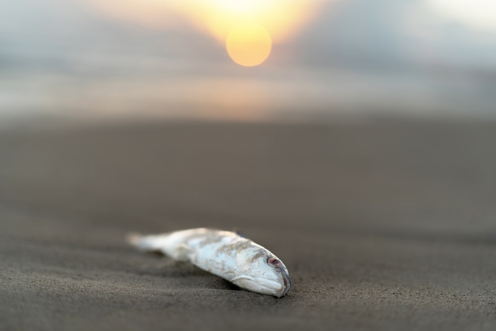 a dead fish on a beach with the sun in the background