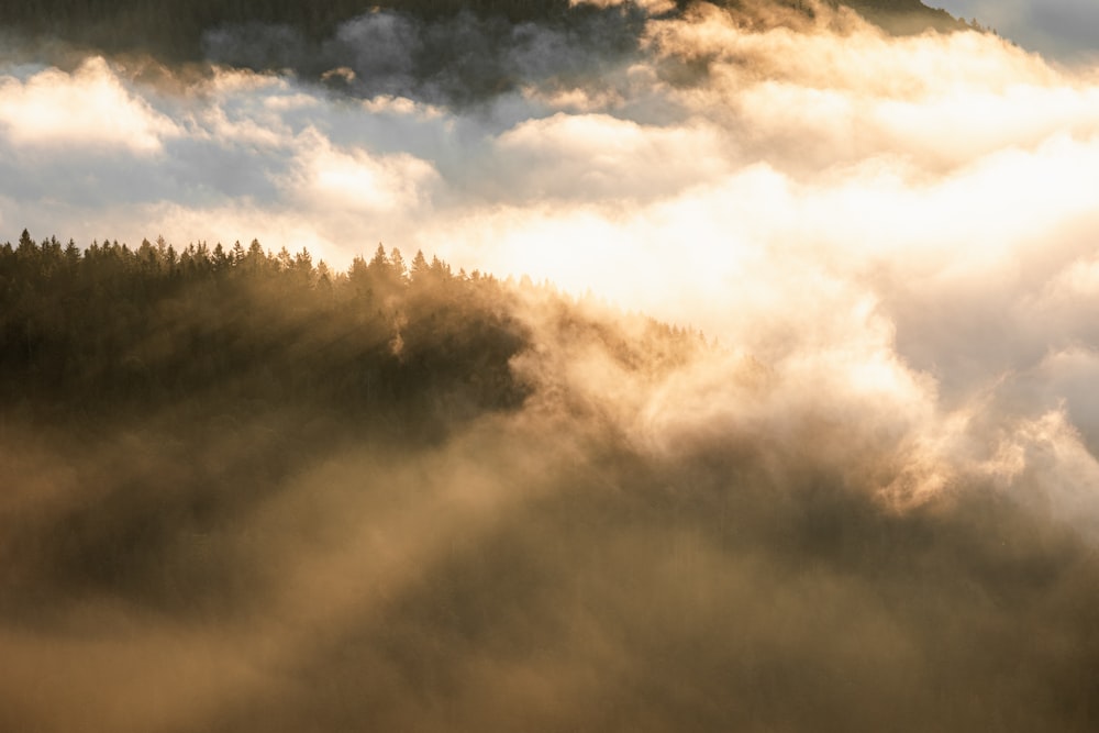 a mountain covered in fog with trees in the foreground