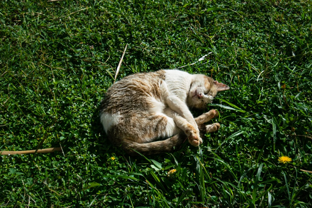 a cat that is laying down in the grass