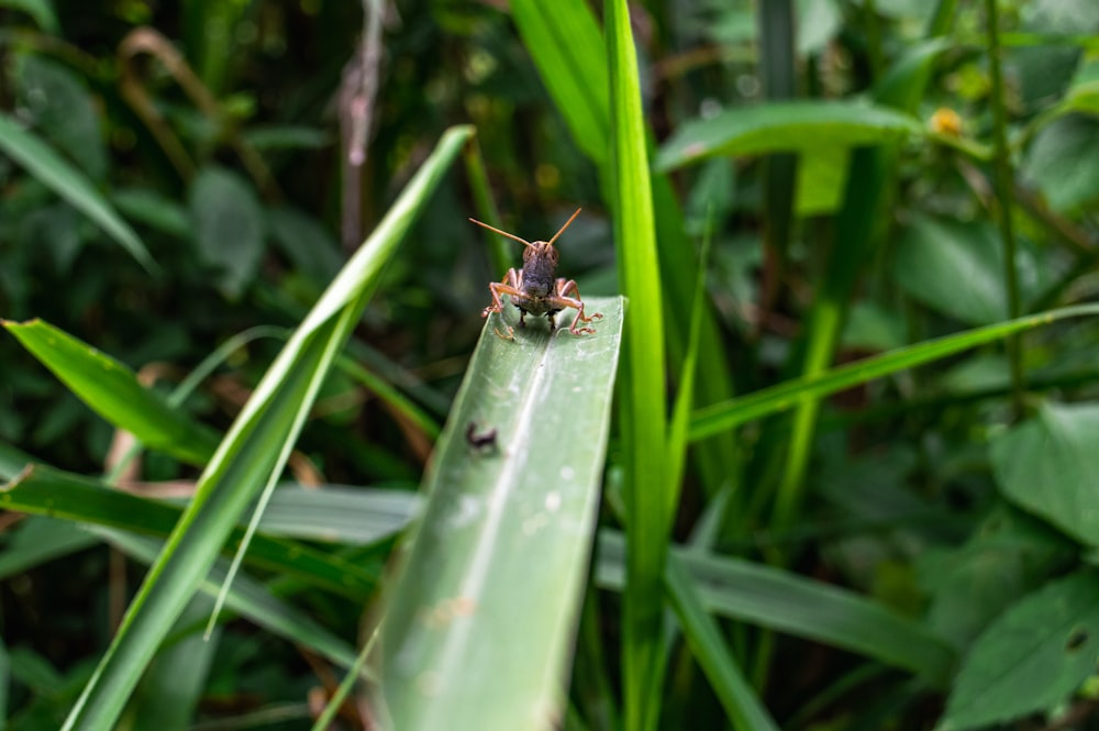 Un insecte assis sur une feuille verte