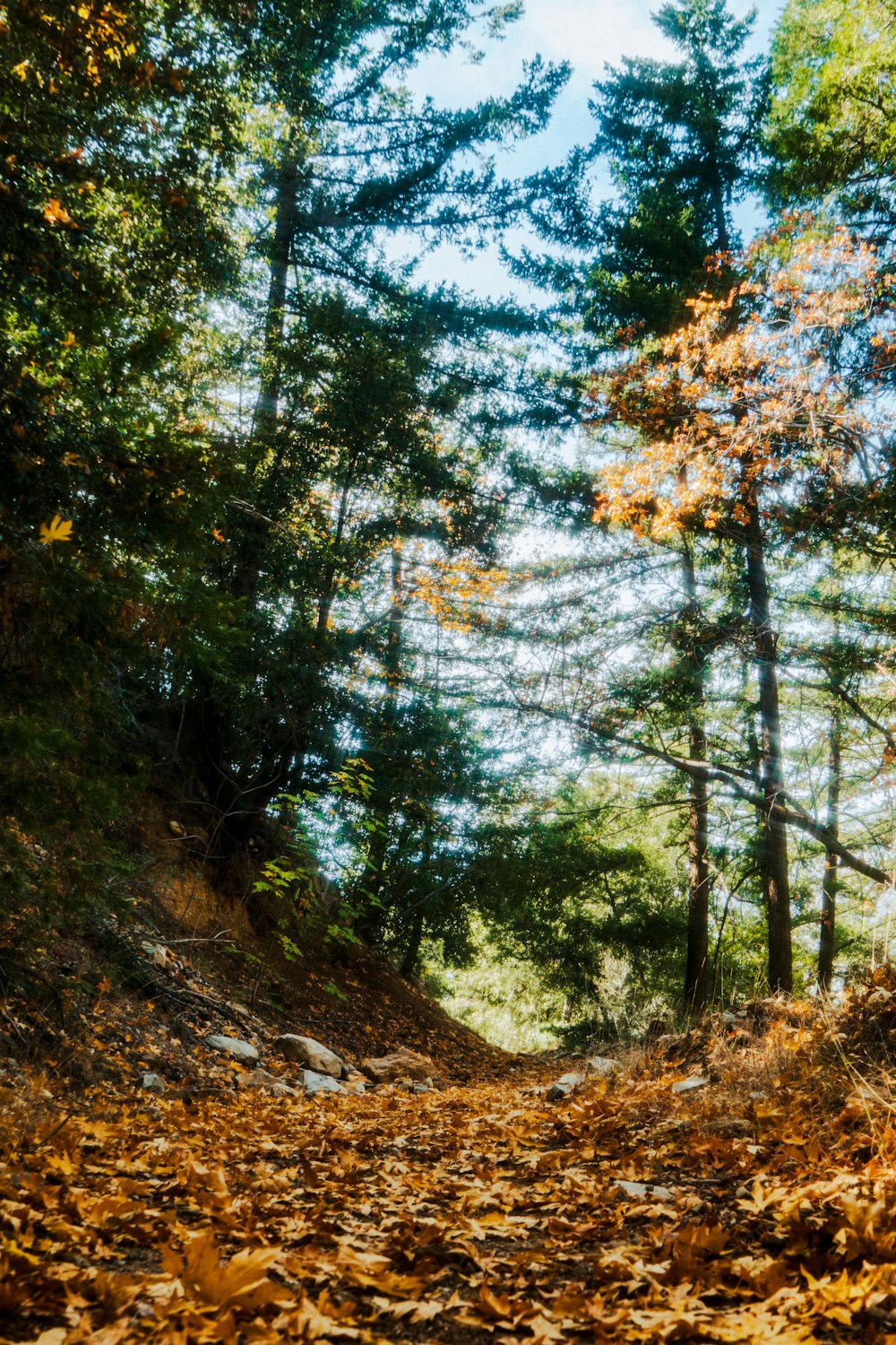 a dirt road with lots of leaves on the ground