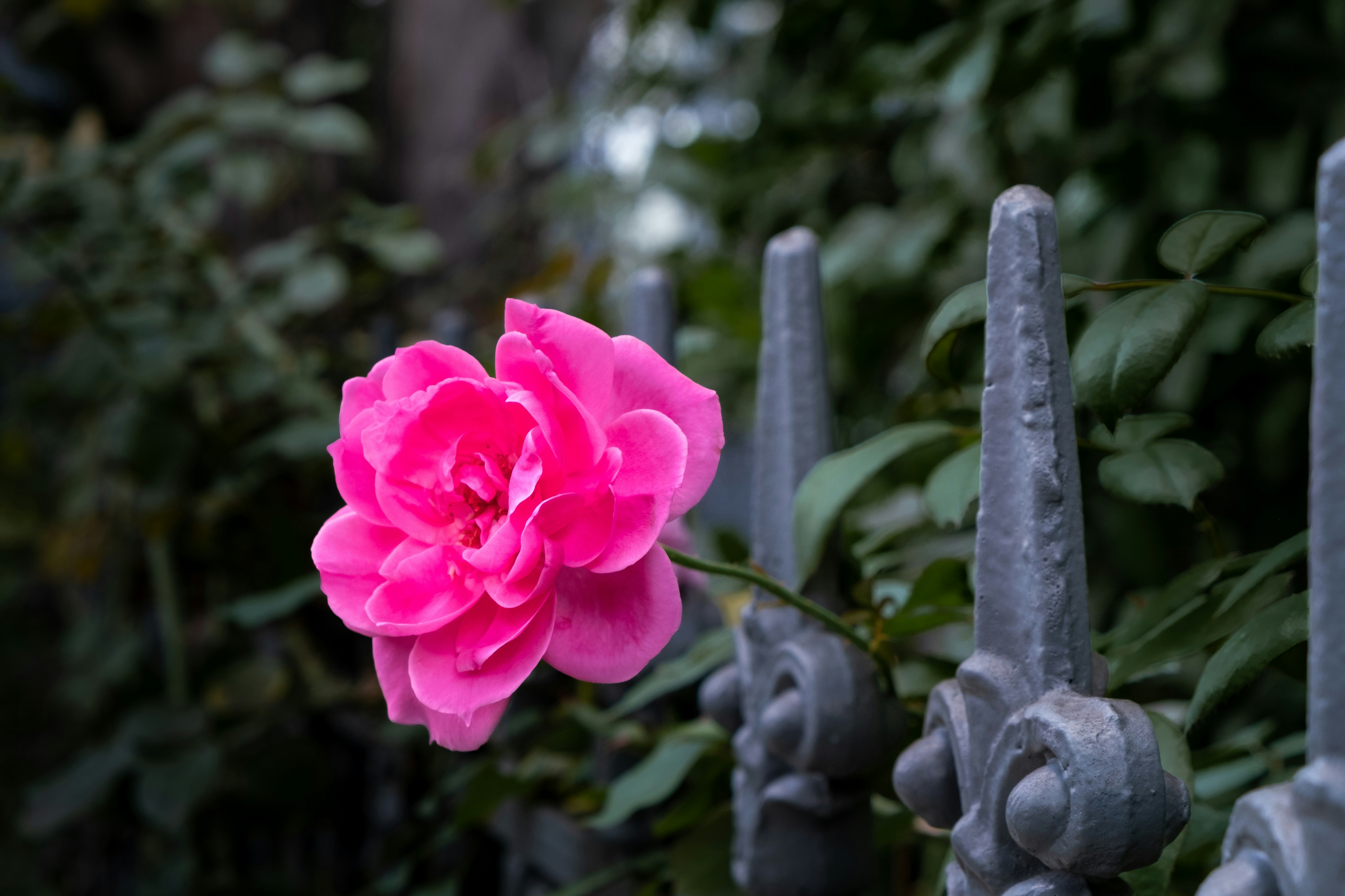 a single pink rose poking through a dark wrought iron fence in front of bushes