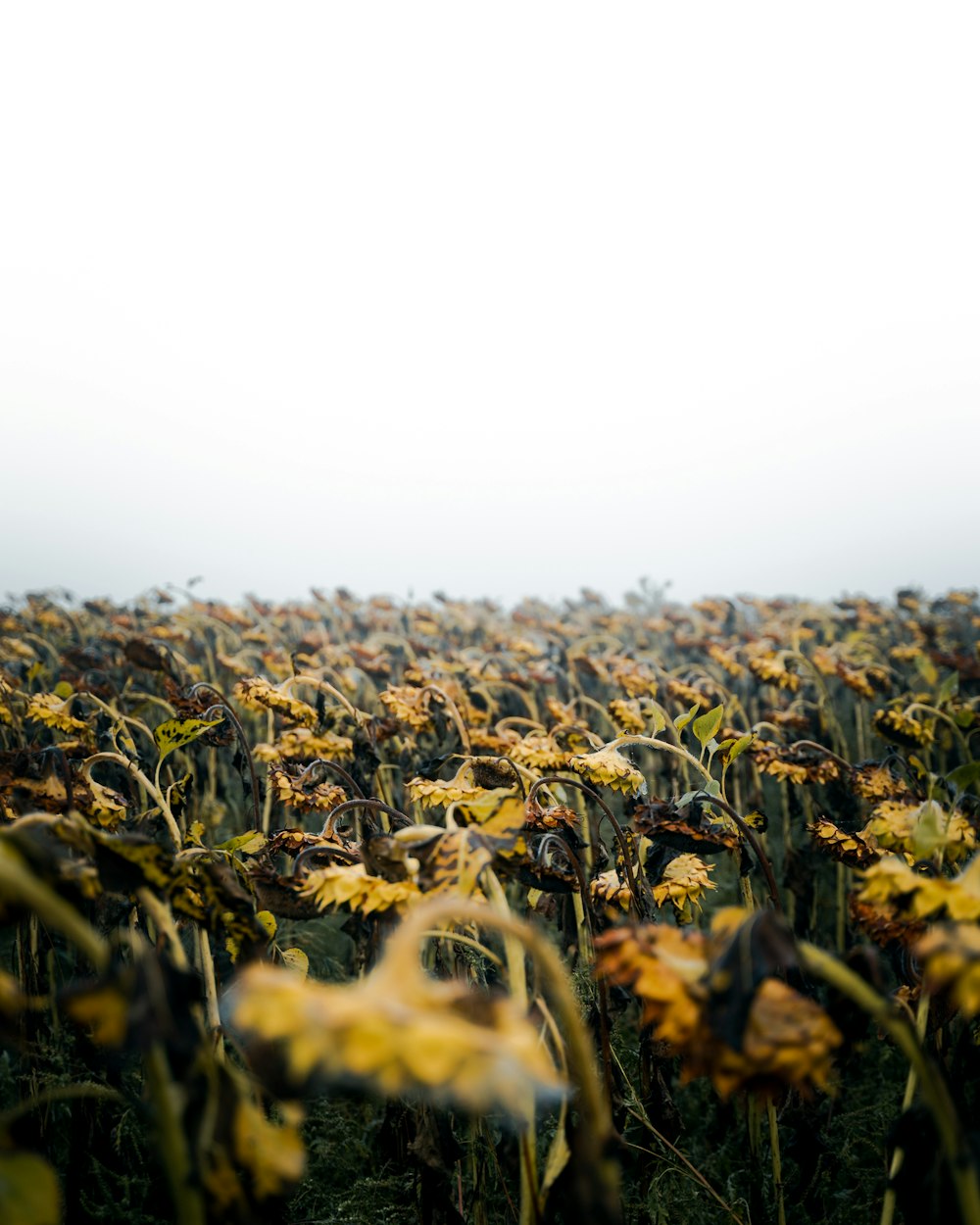 a field full of yellow flowers on a foggy day