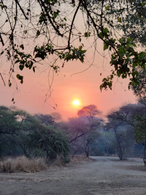 A serene desert path winding through native plants under a soft sunset glow.