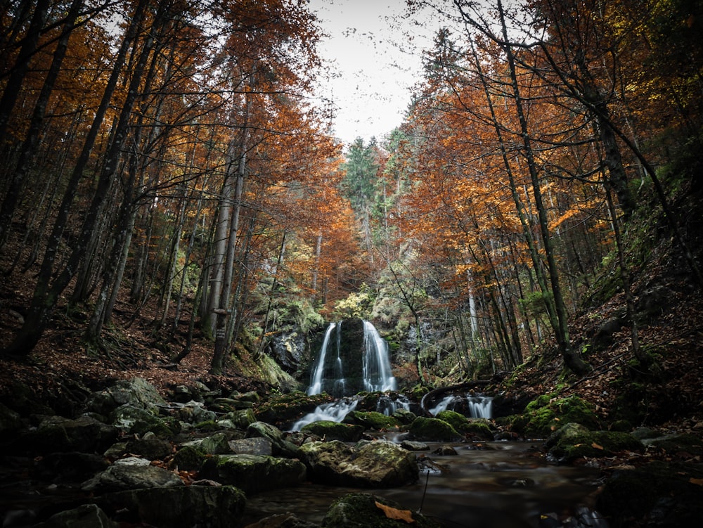 a waterfall in a forest surrounded by trees
