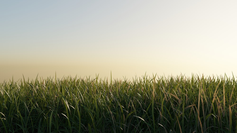 a field of green grass with a blue sky in the background