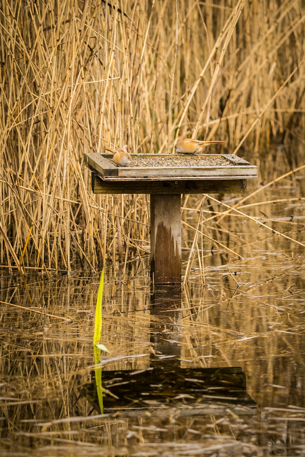 a wooden bench sitting in the middle of a swamp