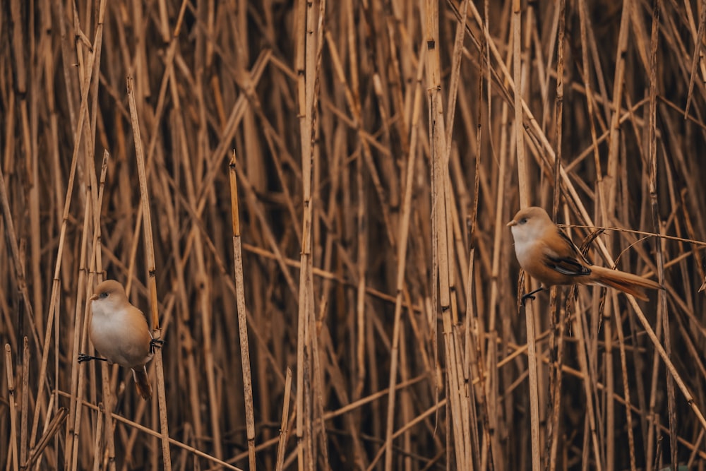 Dos pájaros sentados en la cima de un campo de hierba seca