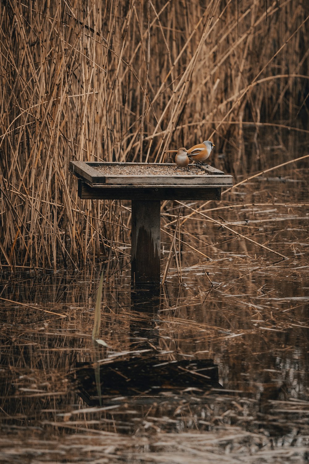 a bird is sitting on a wooden bench in the water