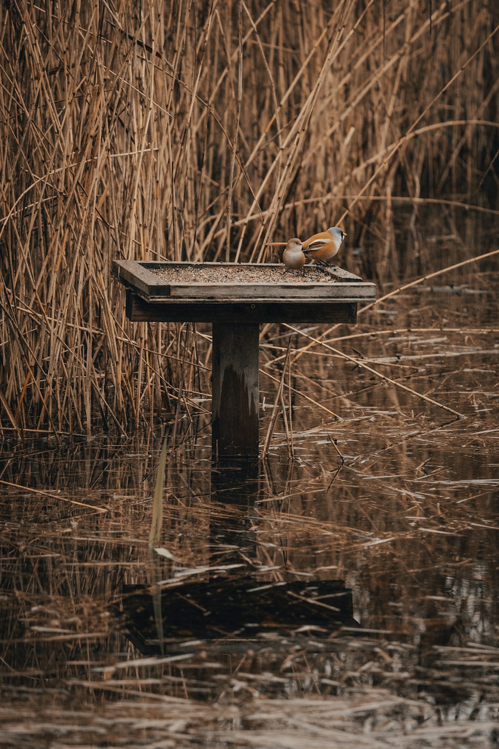 Un pájaro está sentado en un banco de madera en el agua