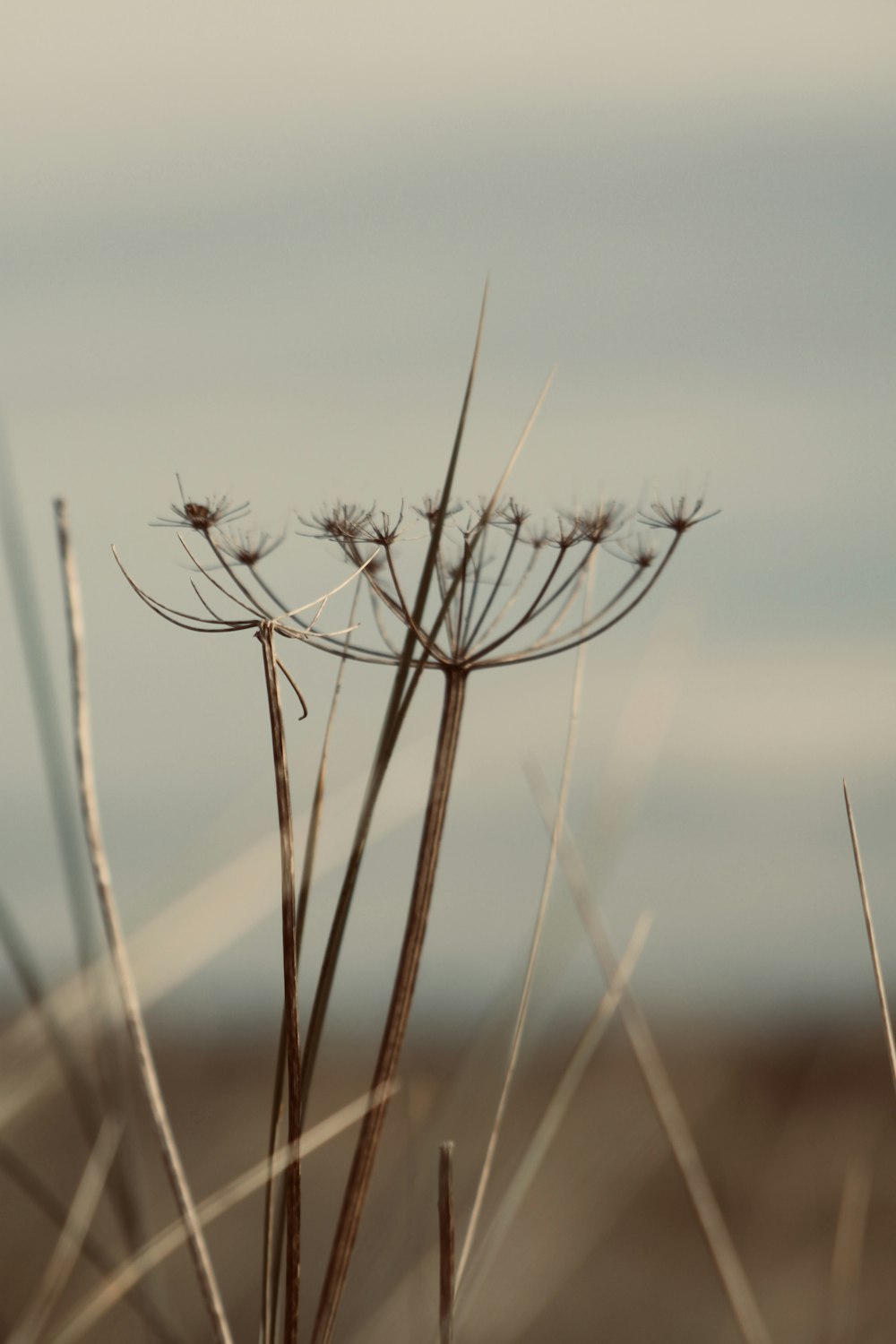 a close up of a plant with a sky in the background