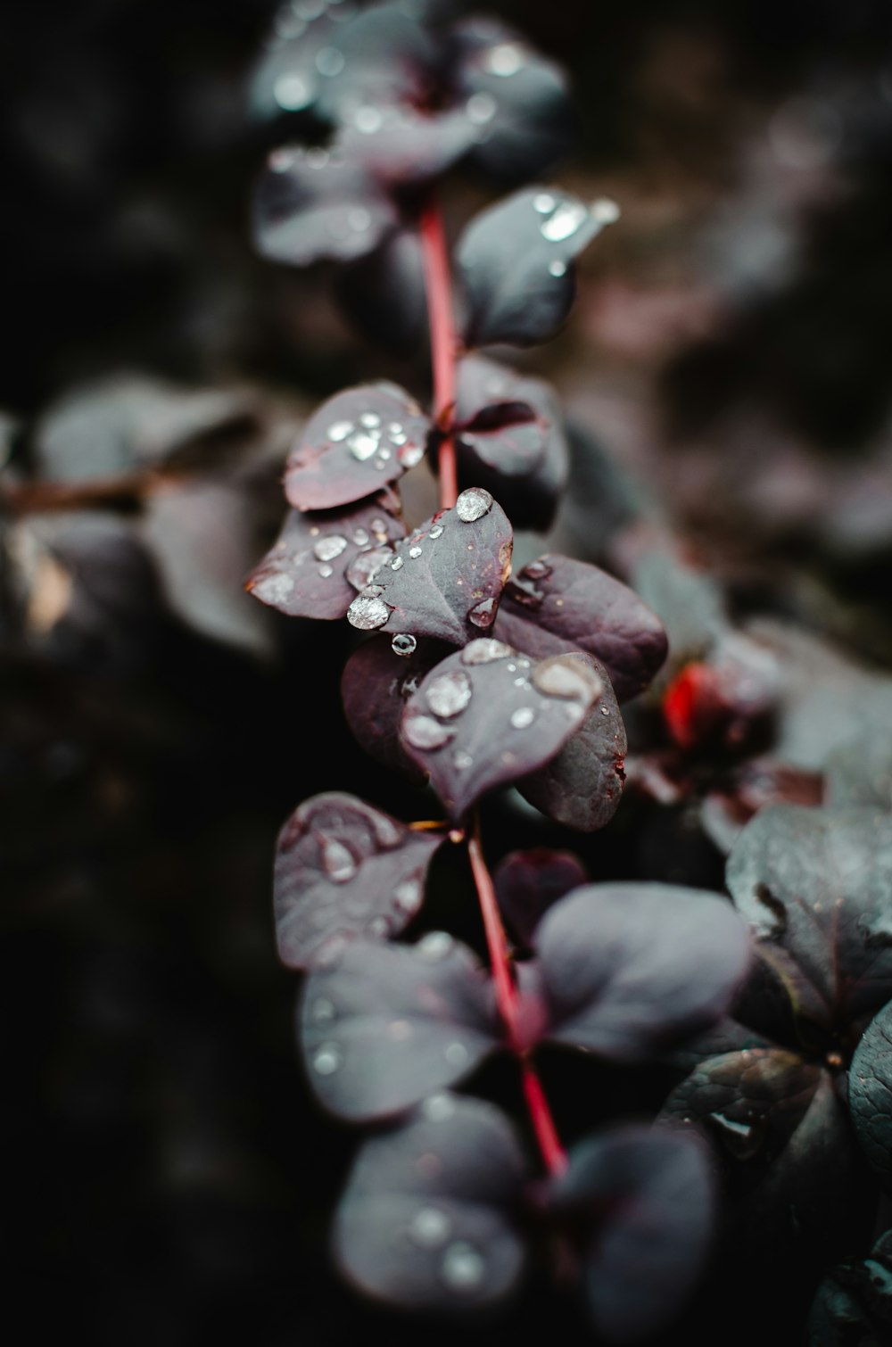 a close up of a plant with water droplets on it