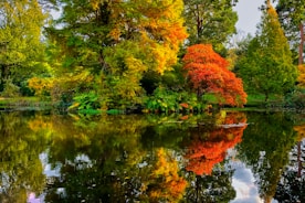 a body of water surrounded by lots of trees
