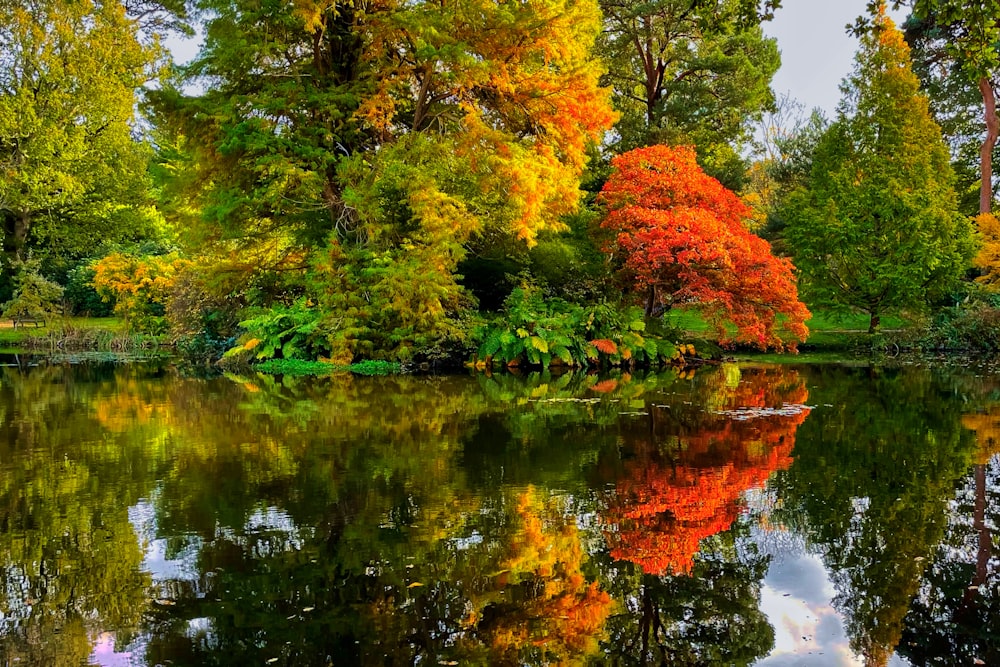 a body of water surrounded by lots of trees