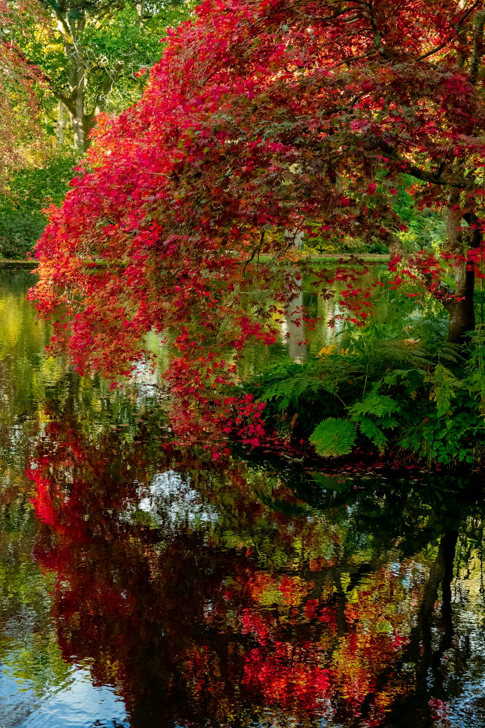 赤い葉っぱの木々に囲まれた池