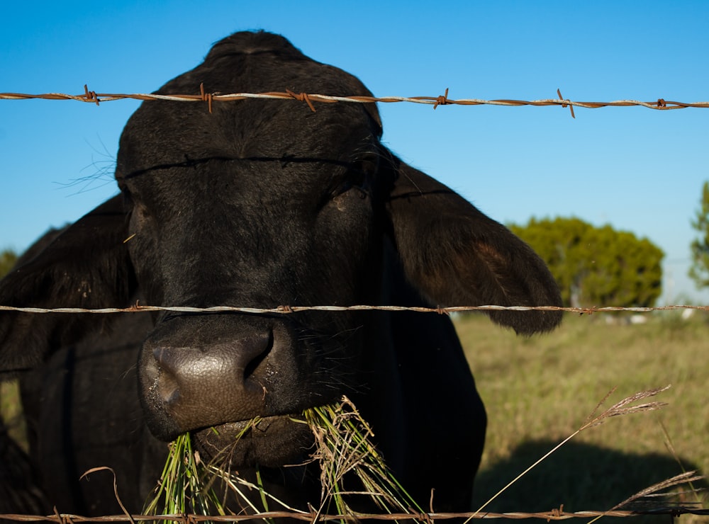 a black cow eating grass behind a barbed wire fence