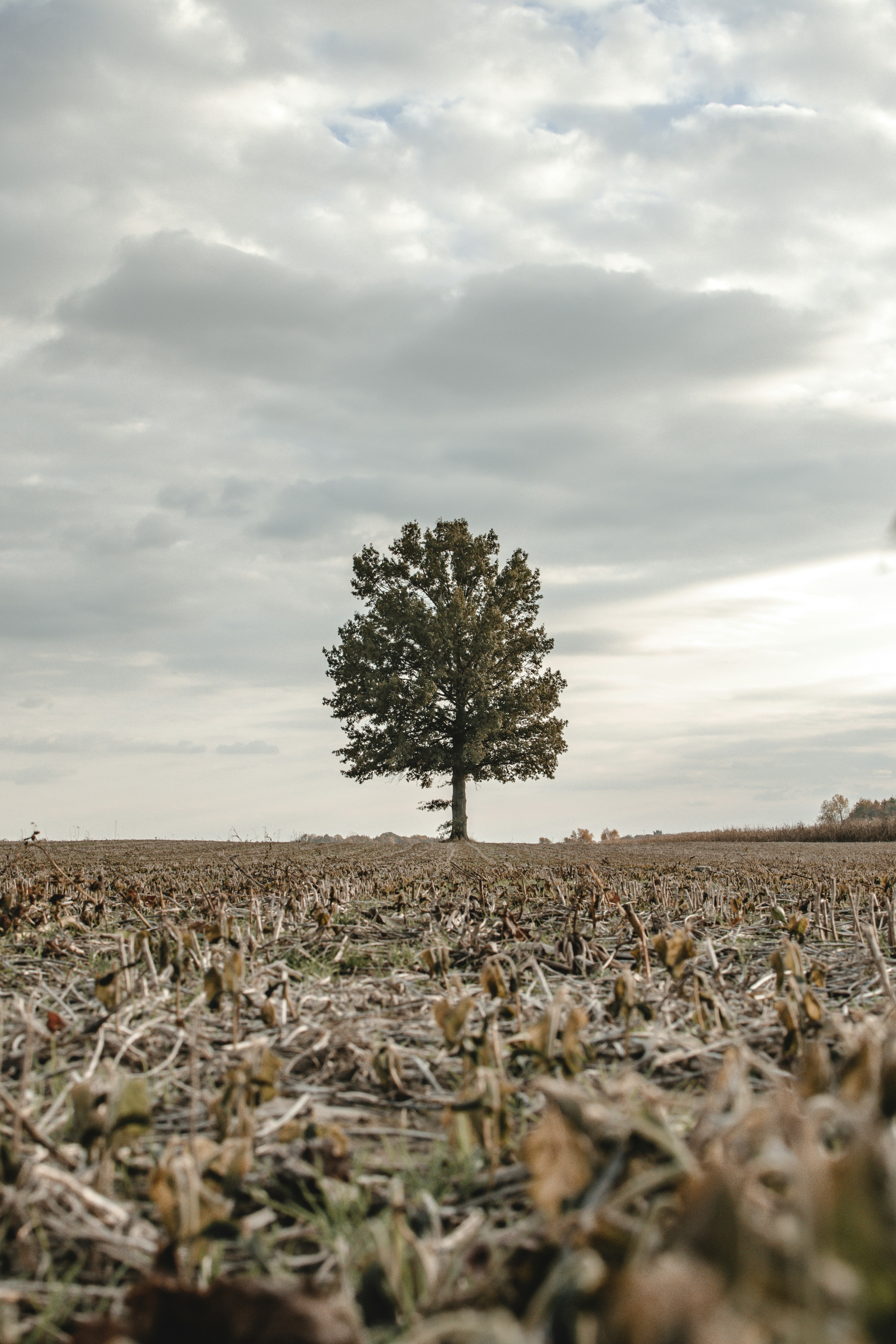 a lone tree in the middle of a field